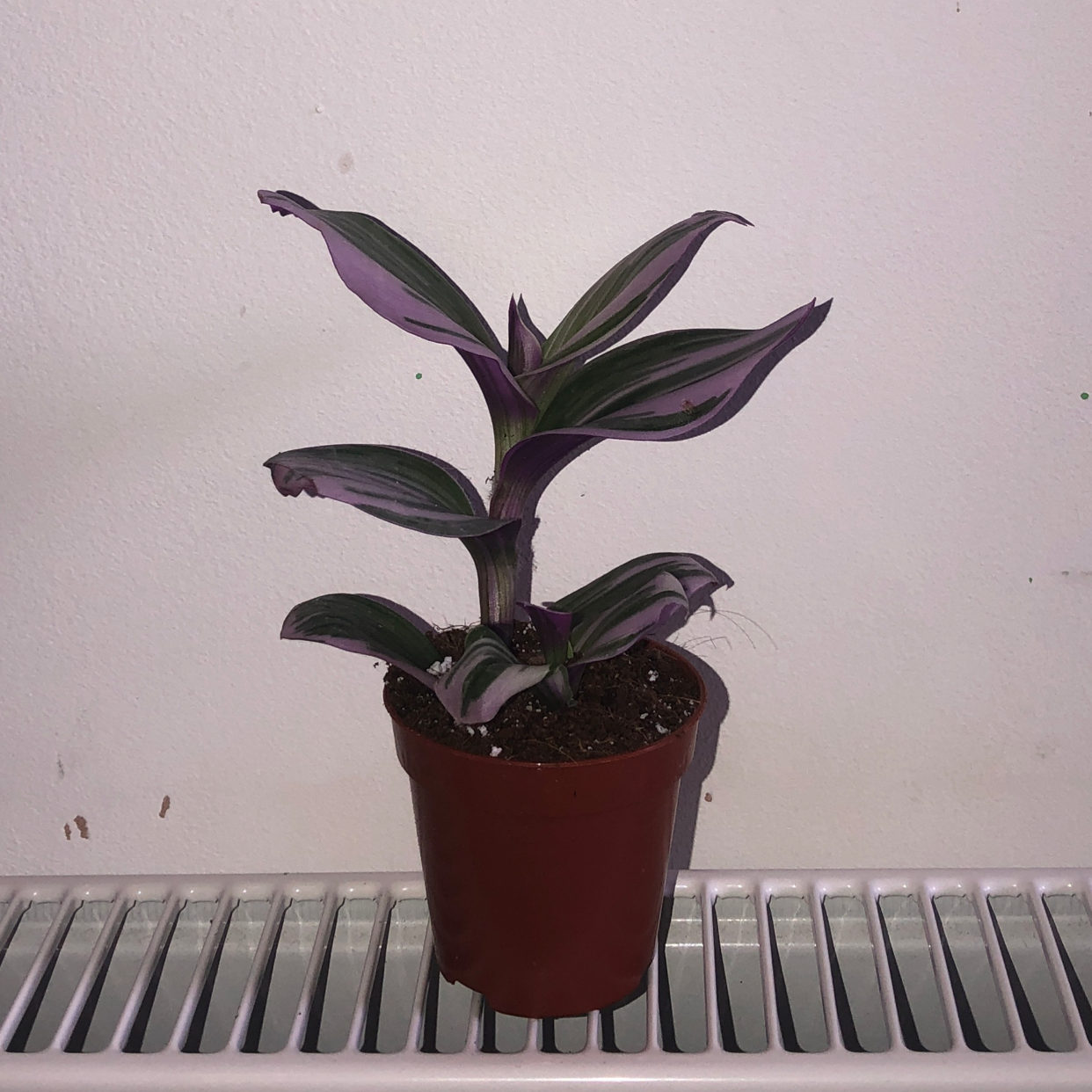 Small-Leaf Spiderwort plant photo by @Che.Reeves50 named Zoe on Greg, the plant care app.