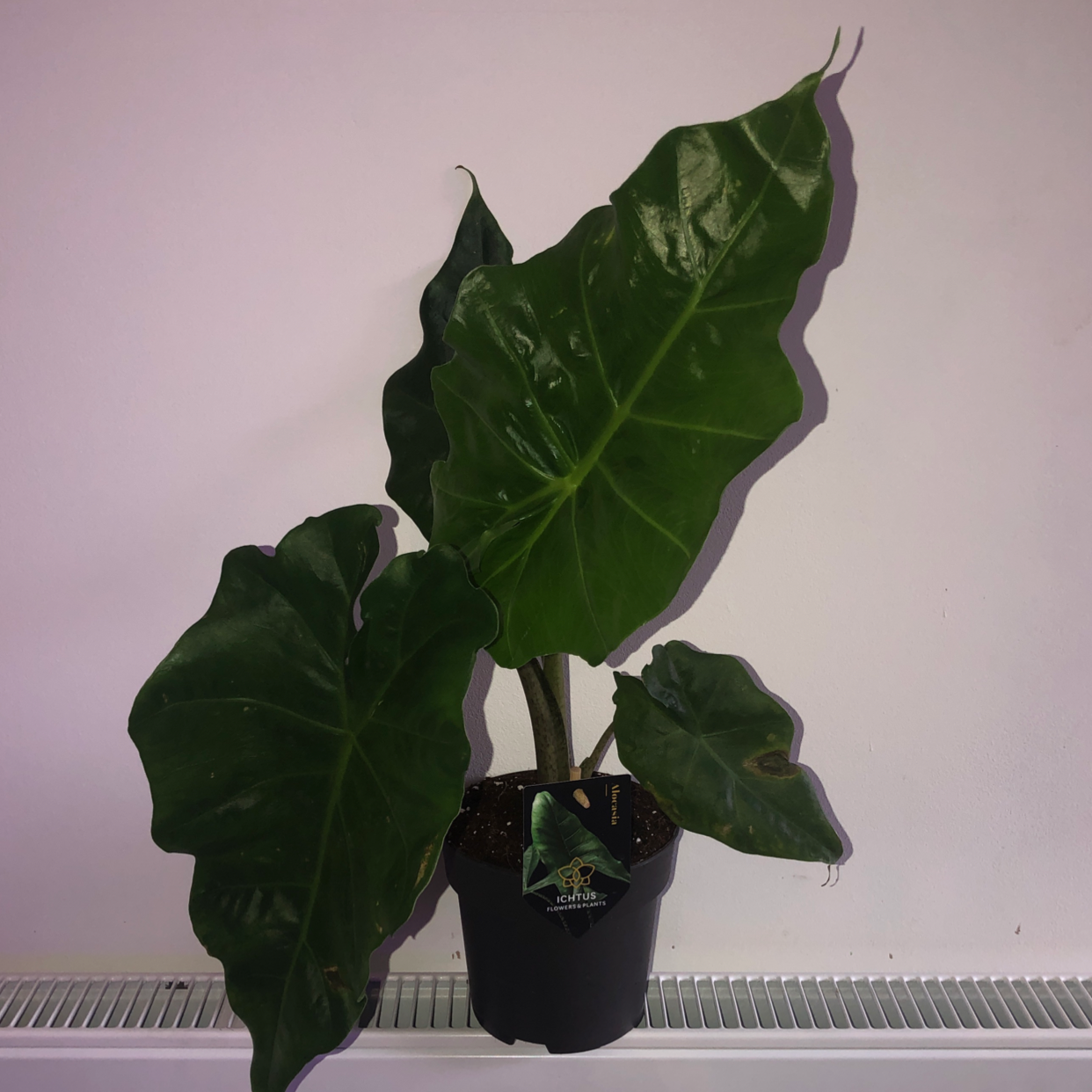 Alocasia 'Portora' plant photo by @Che.Reeves50 named Tessa on Greg, the plant care app.