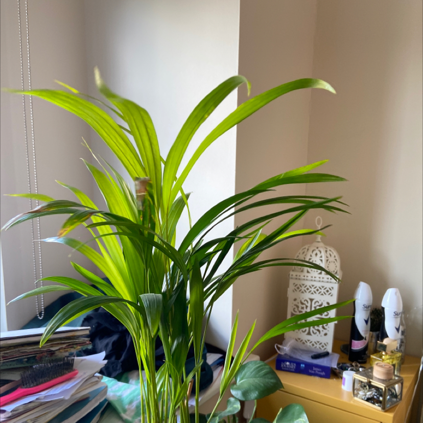 Indoor Queen Palm plant near a window with vibrant green leaves, no visible health issues.