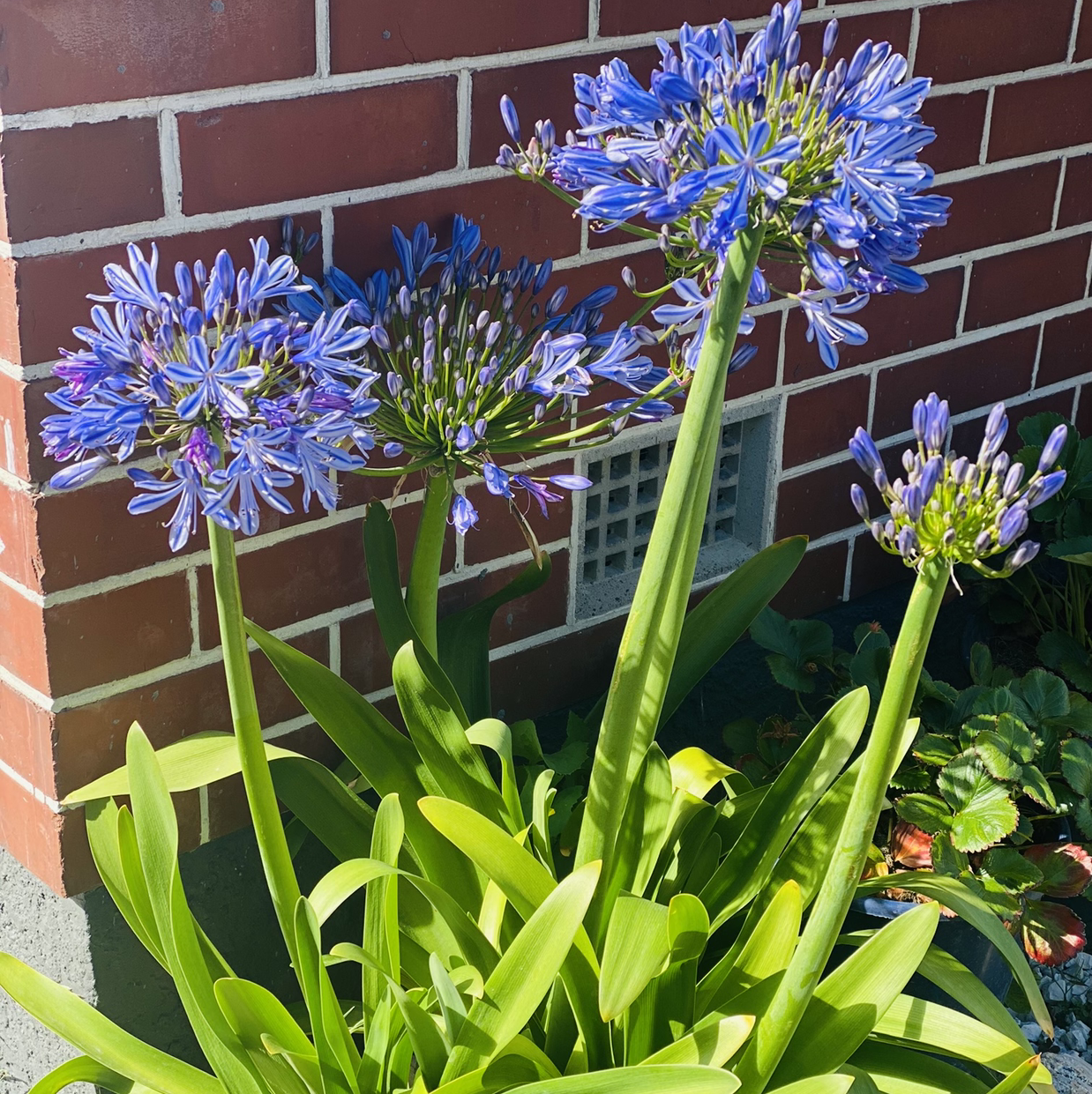 Blue Lily plant with vibrant blue flowers and healthy green leaves against a brick wall.