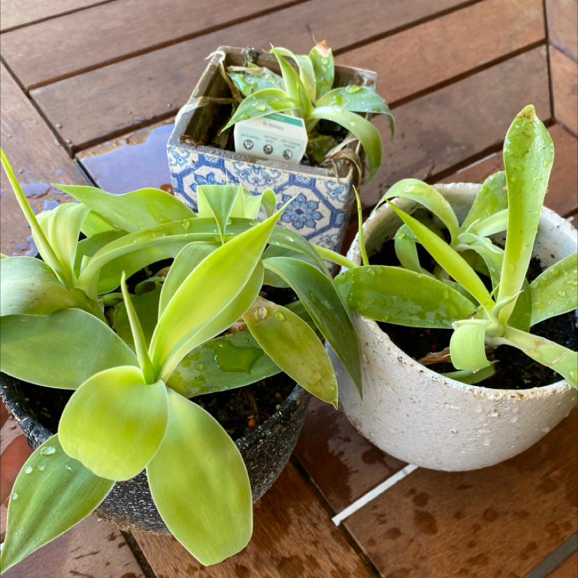 Three potted Basket Plants with some yellowing and browning leaves on a wooden surface.