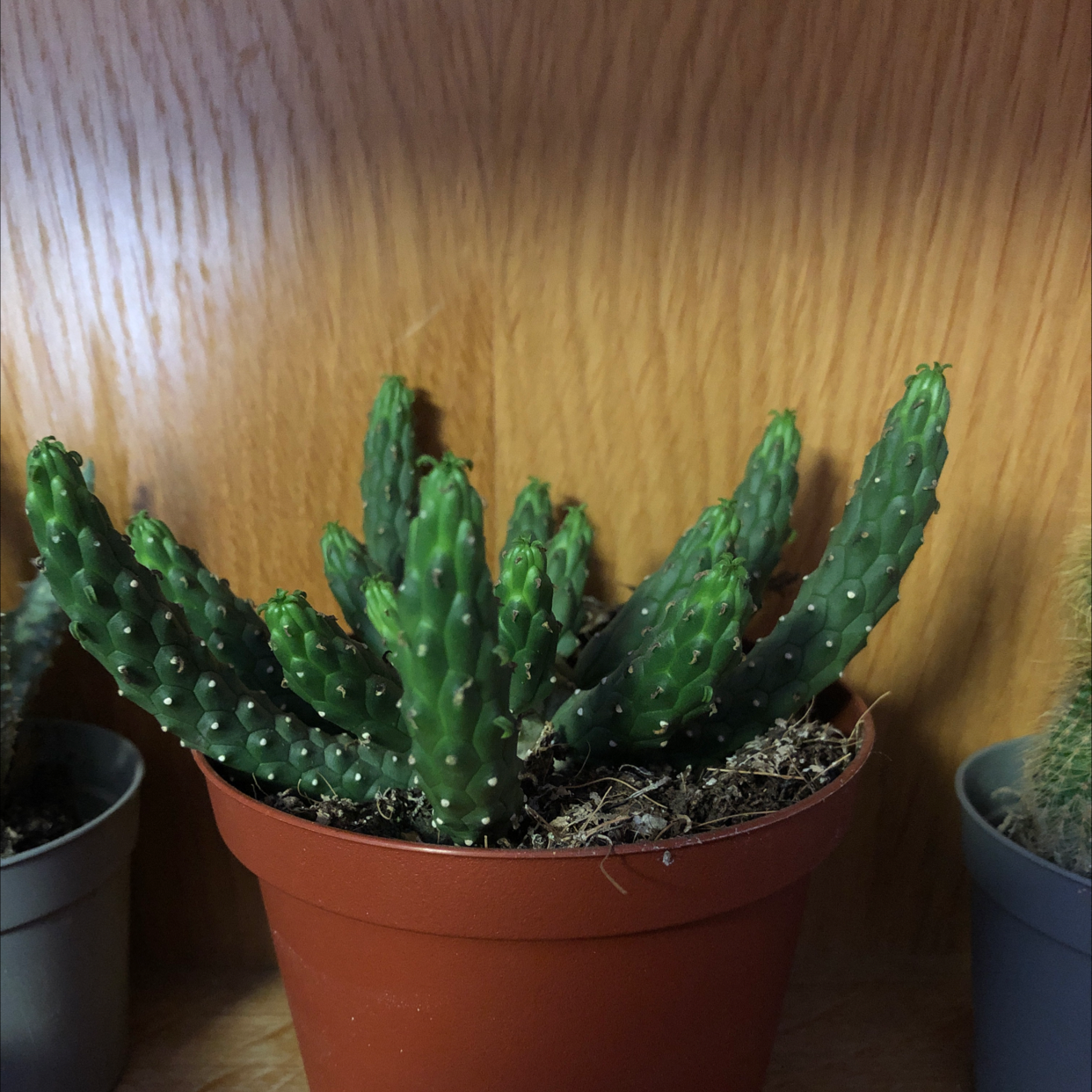 Brittle Prickly Pear cactus in a small pot, healthy and well-framed.