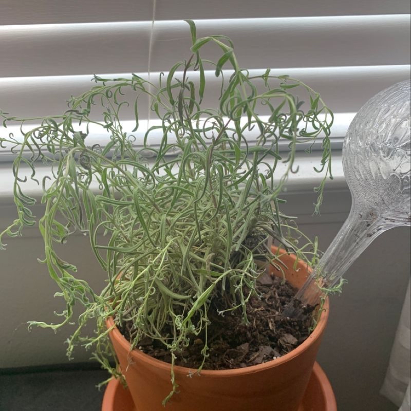 A potted Common Rush plant with thin, curly, wilting leaves and a watering device in the soil.