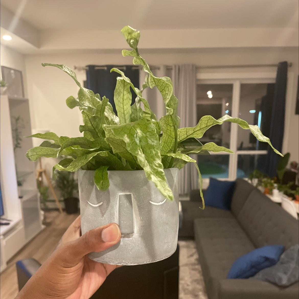 Crocodile Fern in a decorative pot held indoors, appears healthy.