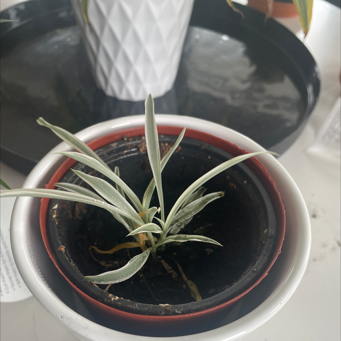 Curly Spider Plant in a pot with visible soil and some yellowing leaves.