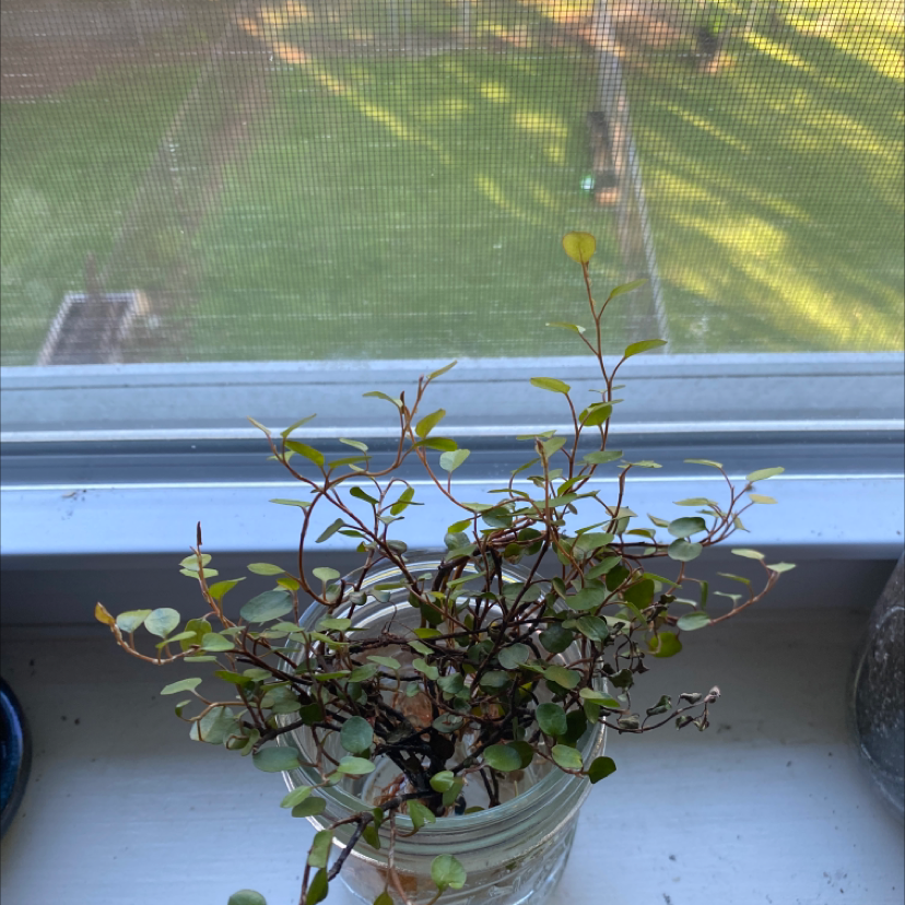 Sprawling Wirevine plant on a windowsill in a glass container with some yellowing and browning leaves.