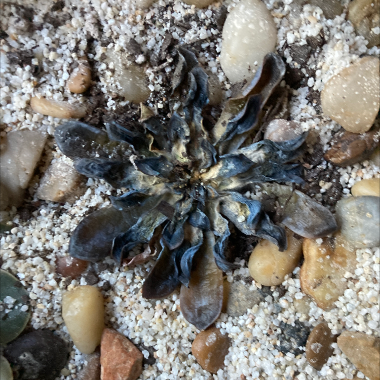 Photo of the plant species Turkish Washcloth by Emma named Succulent￼ on Greg, the plant care app