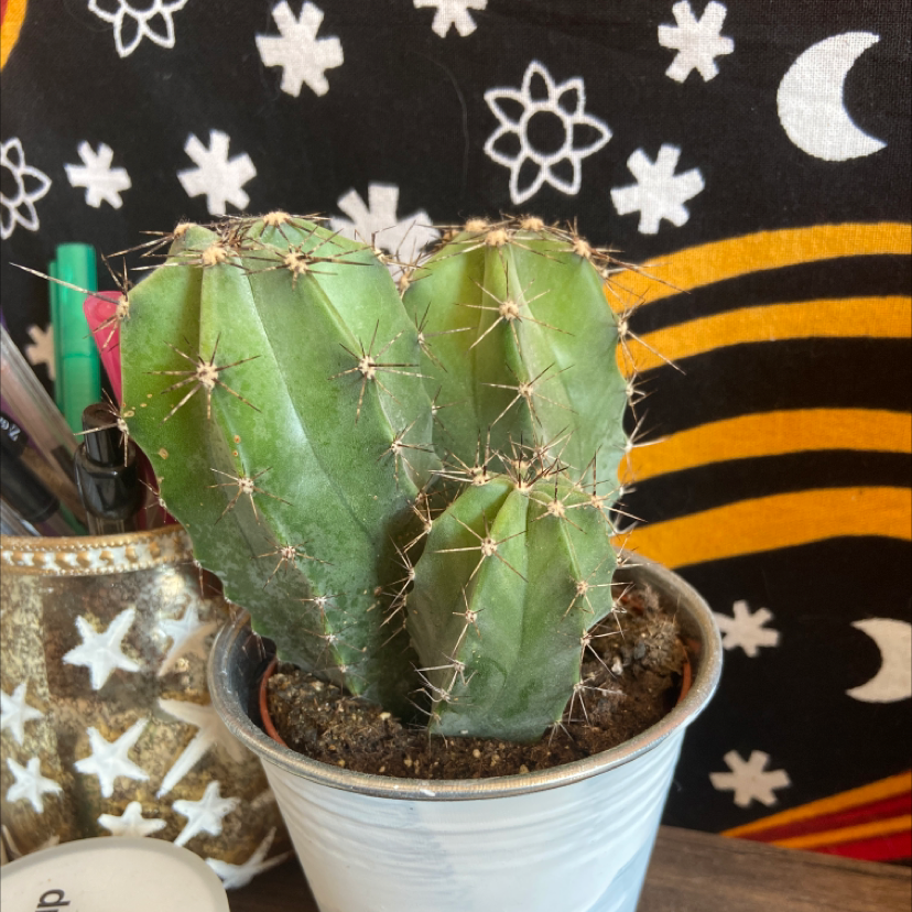 Photo of the plant species Sonora Barrel by Grace named Ximpy on Greg, the plant care app