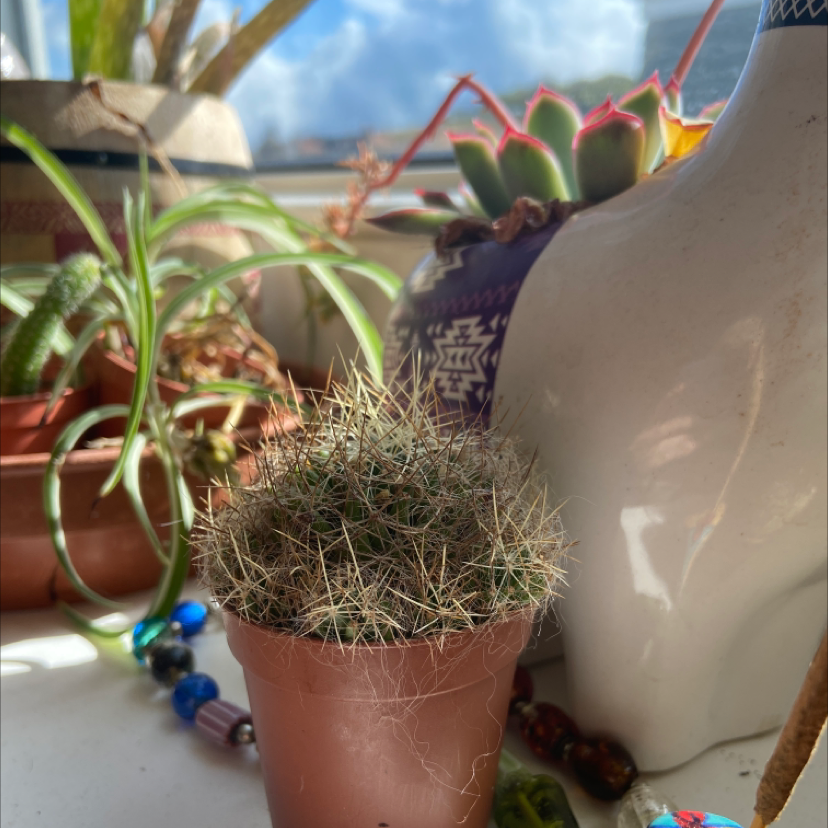 Healthy Simpson Hedgehog Cactus in a clay pot on a window sill with other potted plants.