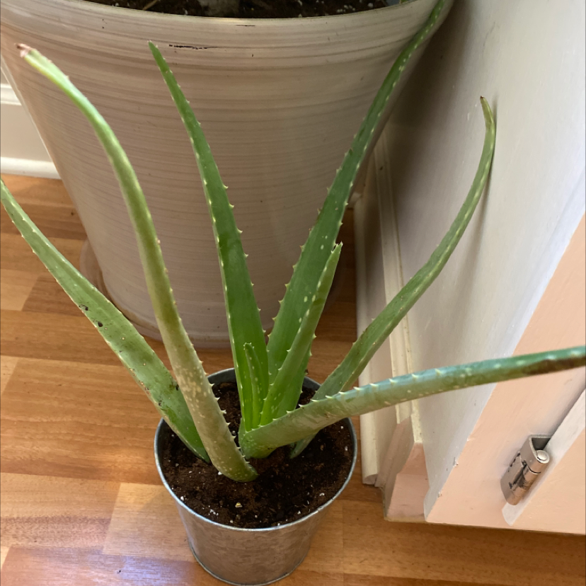 Aloe vera plant photo by Trinitie named Aloha Vera on Greg, the plant care app.