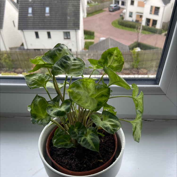Potted Syngonium 'White Butterfly' plant on a windowsill with some leaf discoloration.