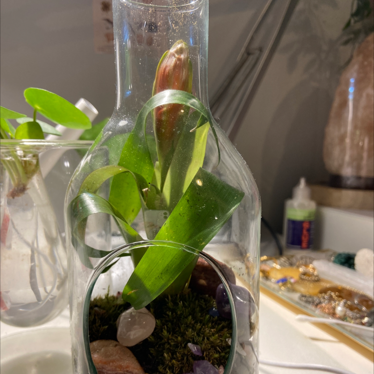 Flaming Sword plant (Vriesea splendens) in a glass container with decorative stones and moss.