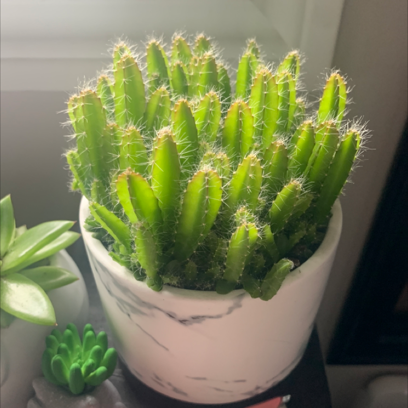 Photo of the plant species Dragonfruit by @Sydneyy.paul named Dragon on Greg, the plant care app