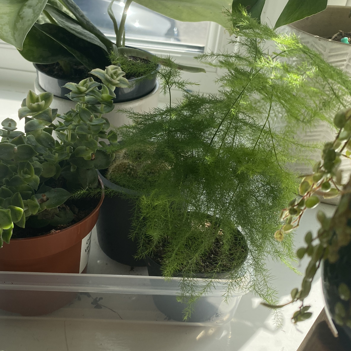 Asparagus Fern plant photo by @hayleywren named Ferny on Greg, the plant care app.
