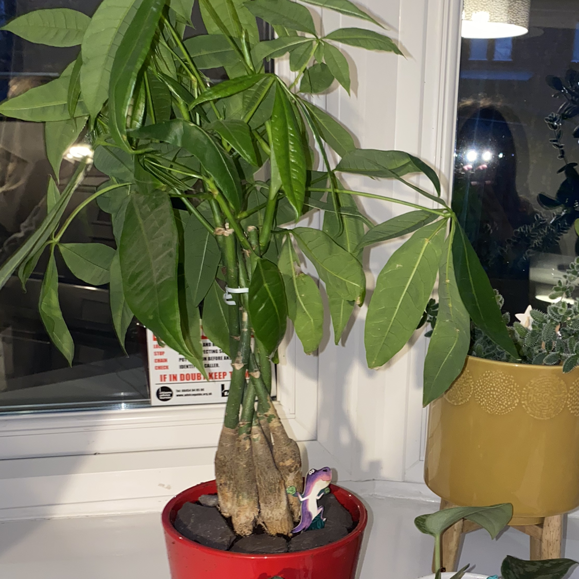 Money Tree plant photo by @hayleywren named Penny on Greg, the plant care app.