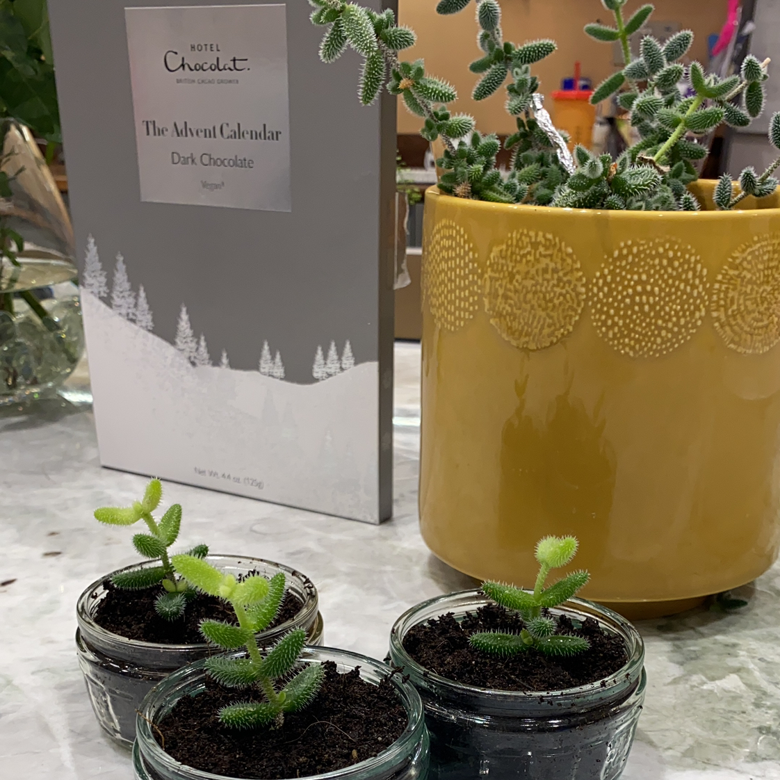 Photo of the plant species Pickle Plant by @hayleywren named Pickle on Greg, the plant care app