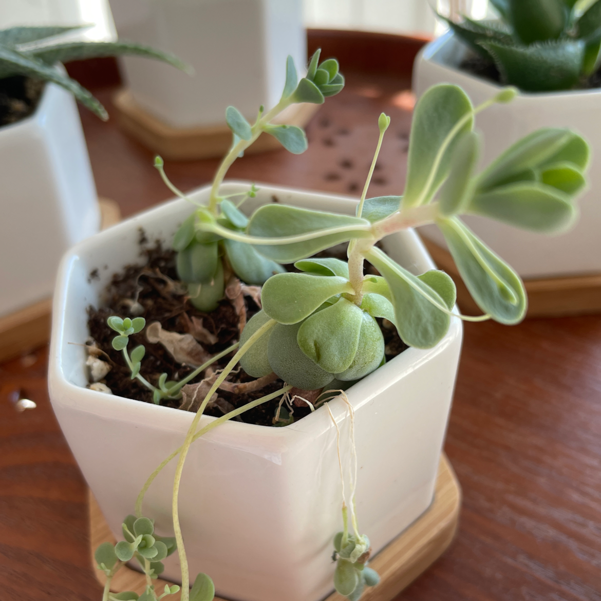 Photo of the plant species Dunce Cap by Sarah named marlène on Greg, the plant care app