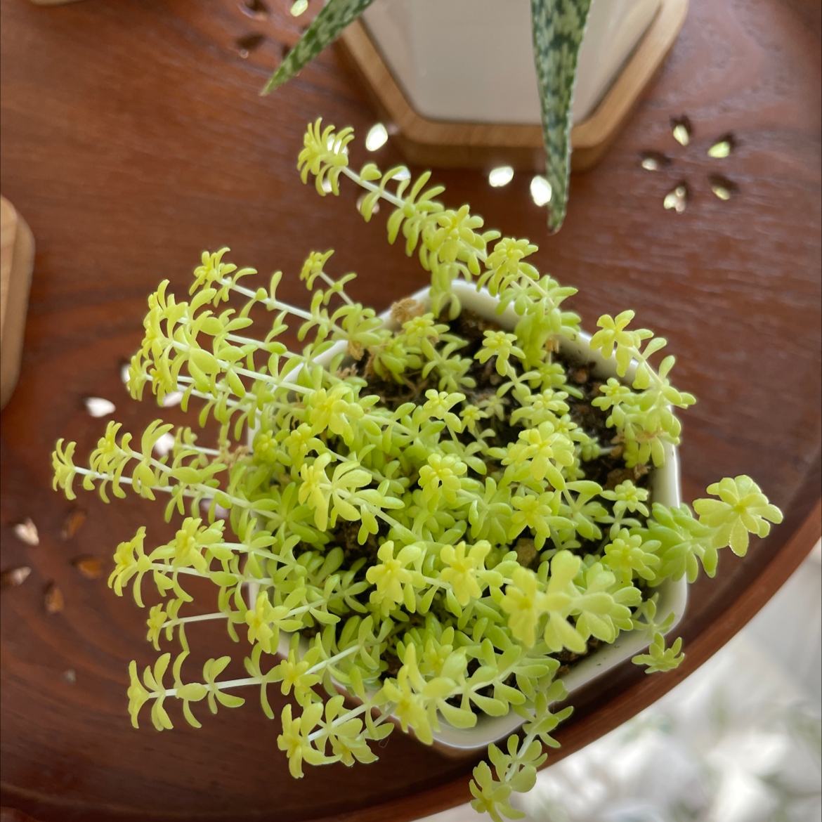 A healthy Spanish Stonecrop plant in a small pot with light green succulent leaves.