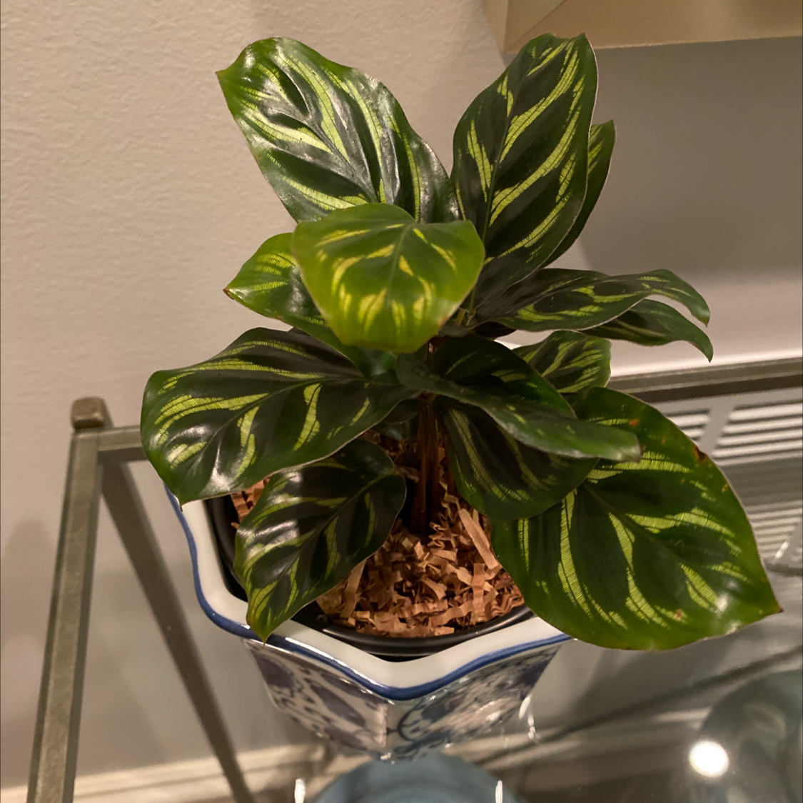 Potted Cathedral Windows plant with vibrant green leaves and light green patterns.