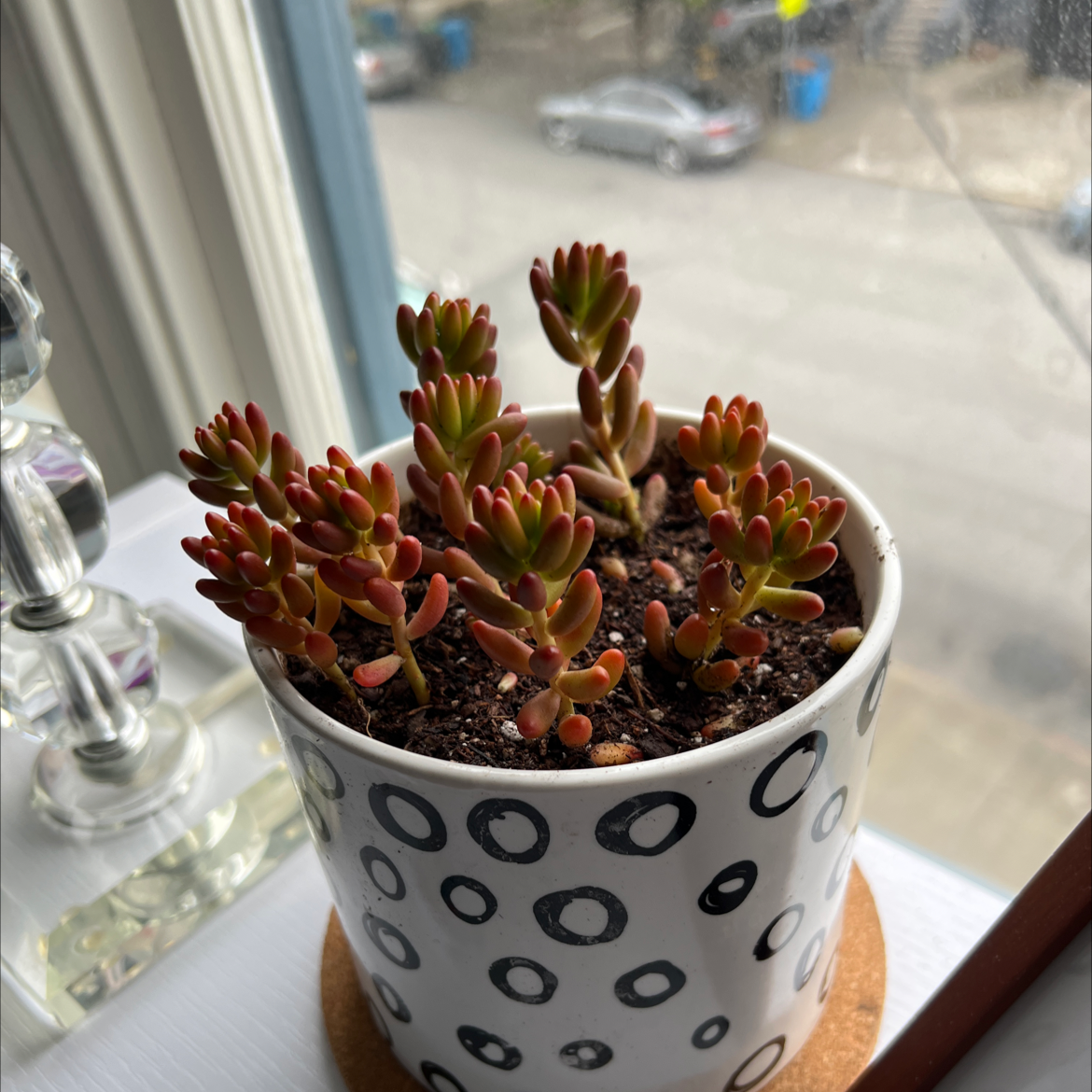 White Stonecrop plant in a patterned pot on a windowsill, appearing healthy.