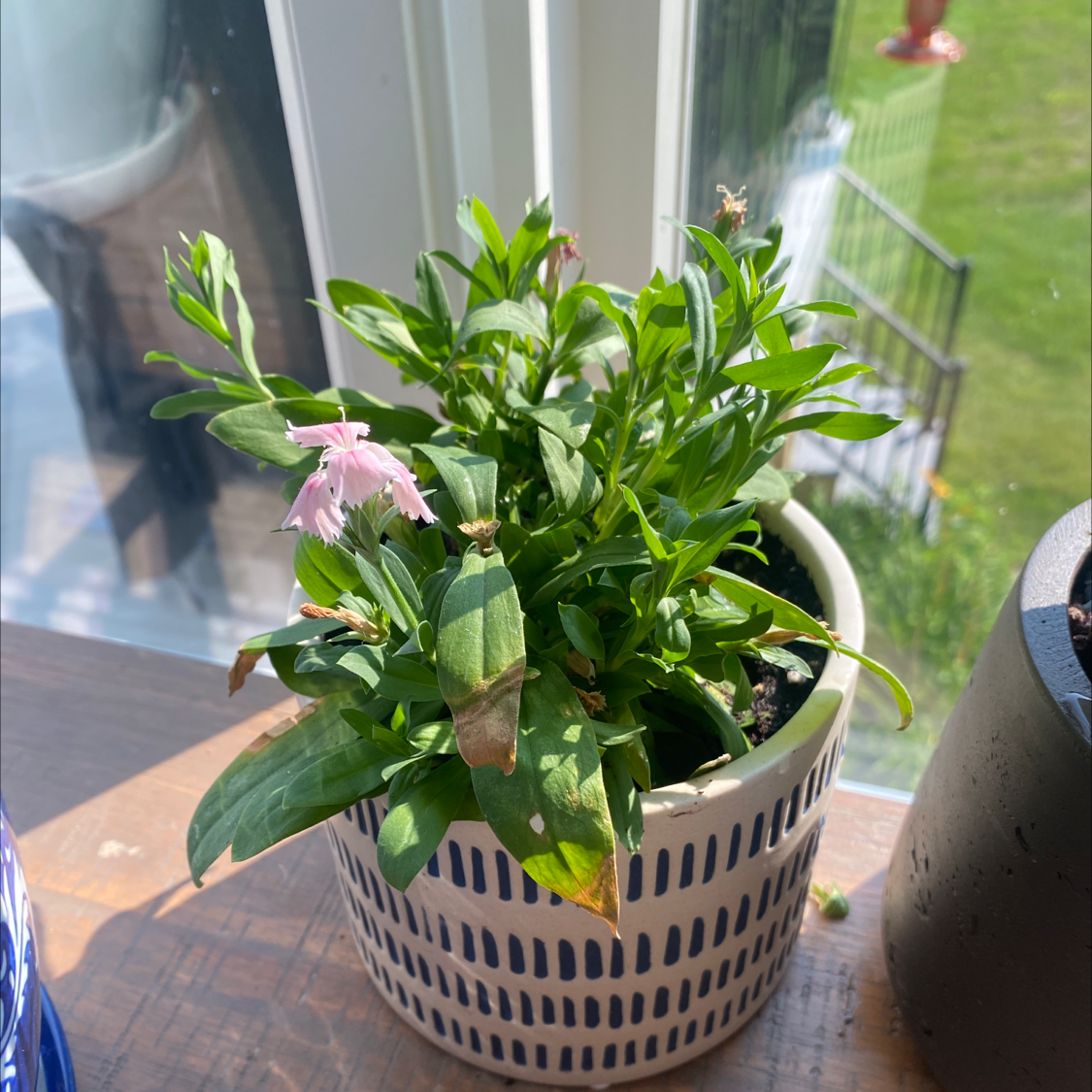 Potted Chinese Pink plant with green leaves and pink flowers near a window. Some leaves show browning.
