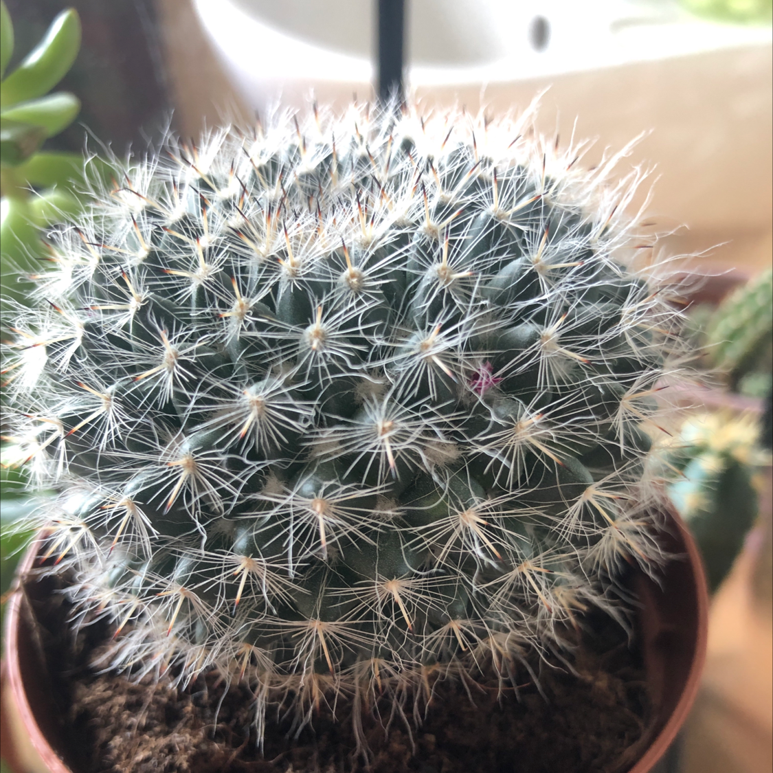 Old Lady Cactus (Mammillaria hahniana) with a small pink flower, well-framed and healthy.