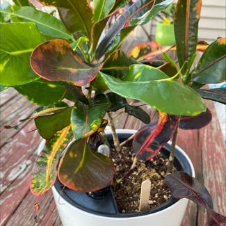 Croton Mammy plant in North Brunswick Township, New Jersey
