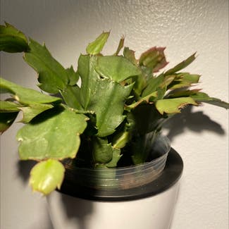 False Christmas Cactus plant in North Brunswick Township, New Jersey