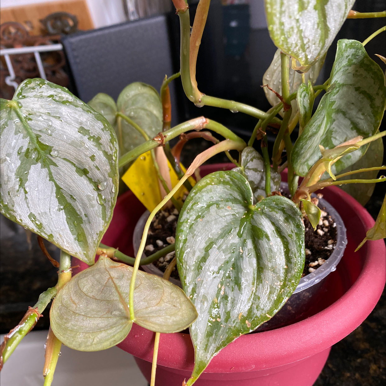 Silver Leaf Philodendron in a red pot with variegated leaves showing yellowing and browning.