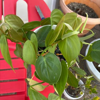 Heartleaf Philodendron plant in North Brunswick Township, New Jersey