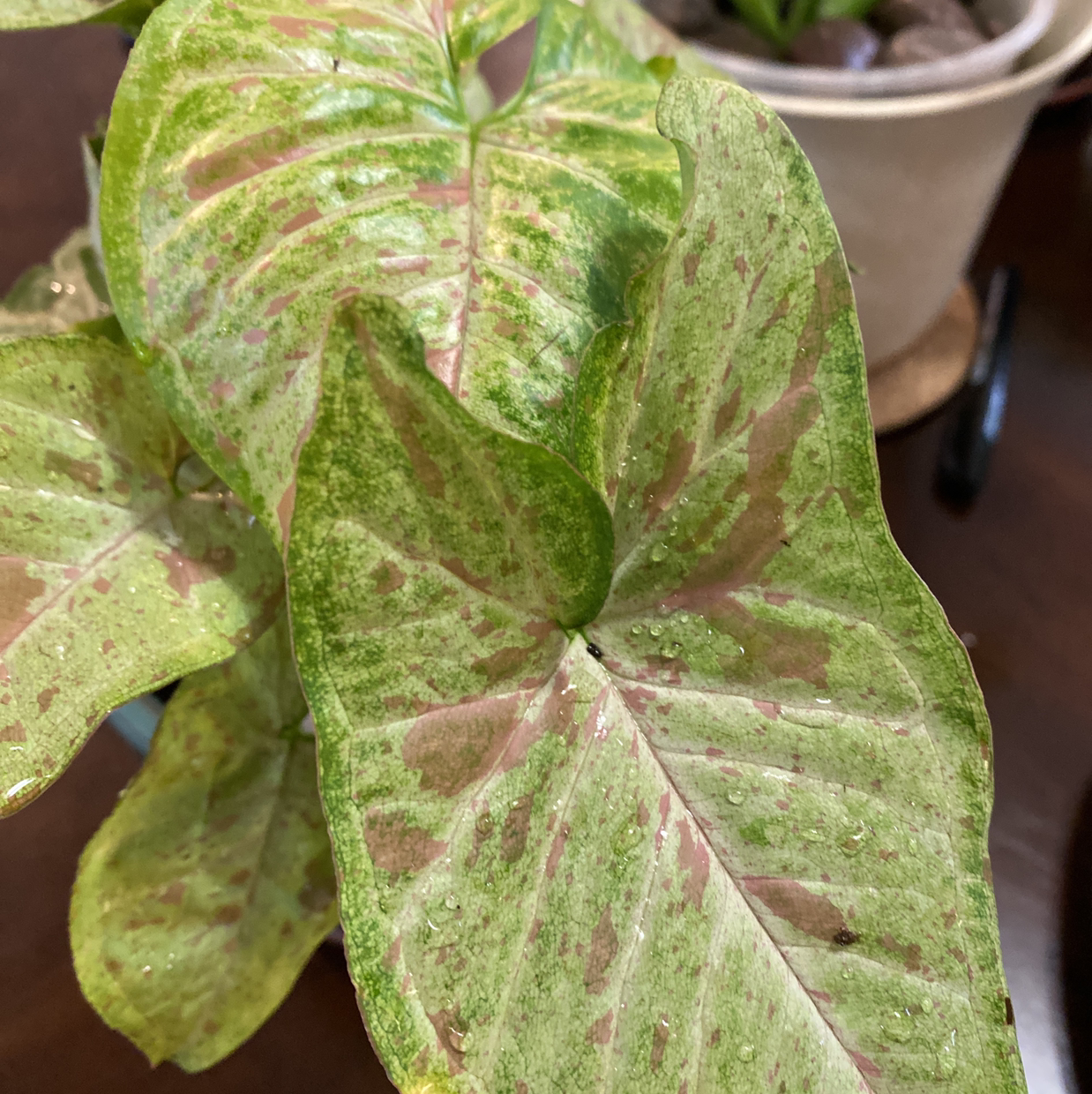 Confetti Syngonium plant with variegated green and pink leaves, well-framed and in focus.