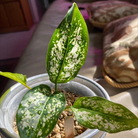 Photo of the plant species Aglaonema 'Snow White' by @Roxycocoa named Xena on Greg, the plant care app