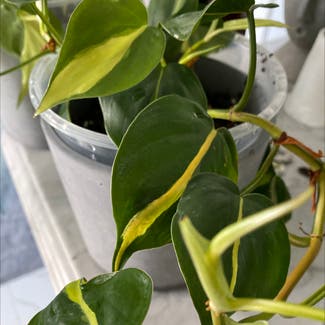 Philodendron Brasil plant in North Brunswick Township, New Jersey