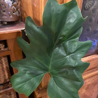 Split Leaf Philodendron plant in North Brunswick Township, New Jersey