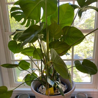 Monstera plant in North Brunswick Township, New Jersey