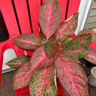Chinese Evergreen plant in North Brunswick Township, New Jersey