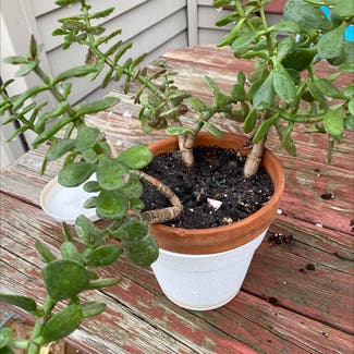 Jade plant in North Brunswick Township, New Jersey