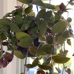 Lilac Tradescantia plant
