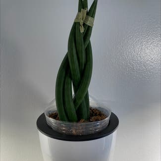 Cylindrical Snake Plant plant in North Brunswick Township, New Jersey