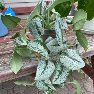 Satin Pothos plant in North Brunswick Township, New Jersey