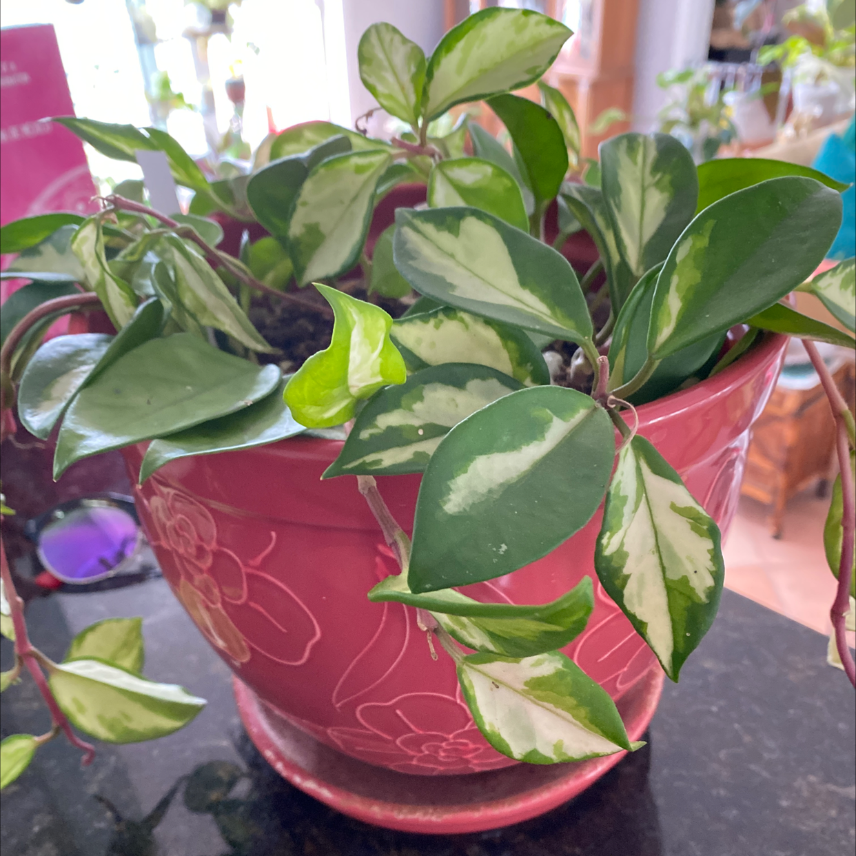 Exotic Hoya plant photo by @Roxycocoa named Demi on Greg, the plant care app.