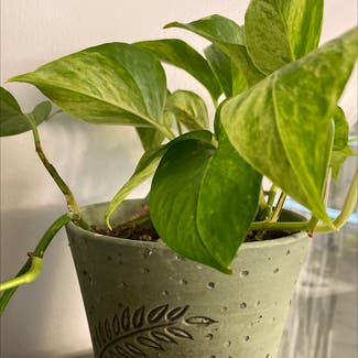 Golden Pothos plant in North Brunswick Township, New Jersey