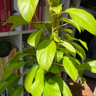 Golden Goddess Philodendron plant in North Brunswick Township, New Jersey