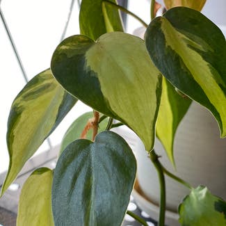 Philodendron Brasil plant in North Brunswick Township, New Jersey