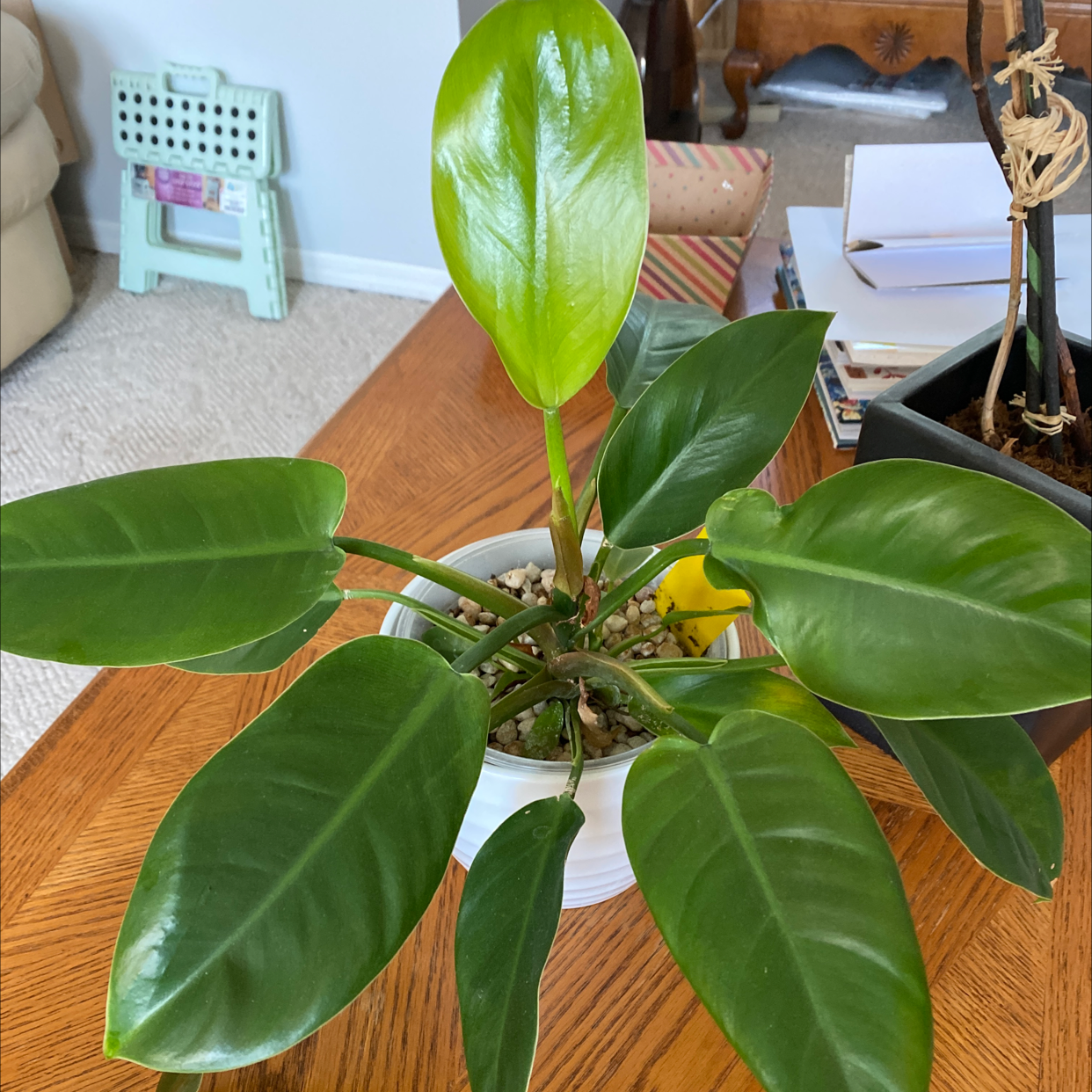 Philodendron 'Imperial Green' plant in a white pot on a wooden surface, with one leaf showing slight yellowing.