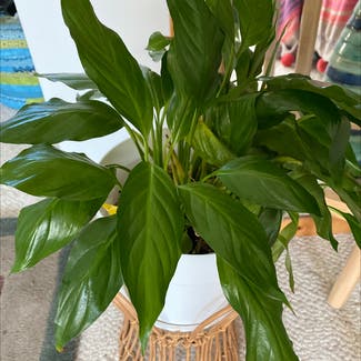 Peace Lily plant in North Brunswick Township, New Jersey