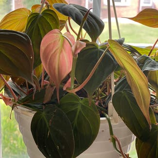 Philodendron Micans plant in North Brunswick Township, New Jersey