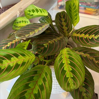 Green Prayer Plant plant in North Brunswick Township, New Jersey