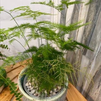 Asparagus Fern plant in North Brunswick Township, New Jersey