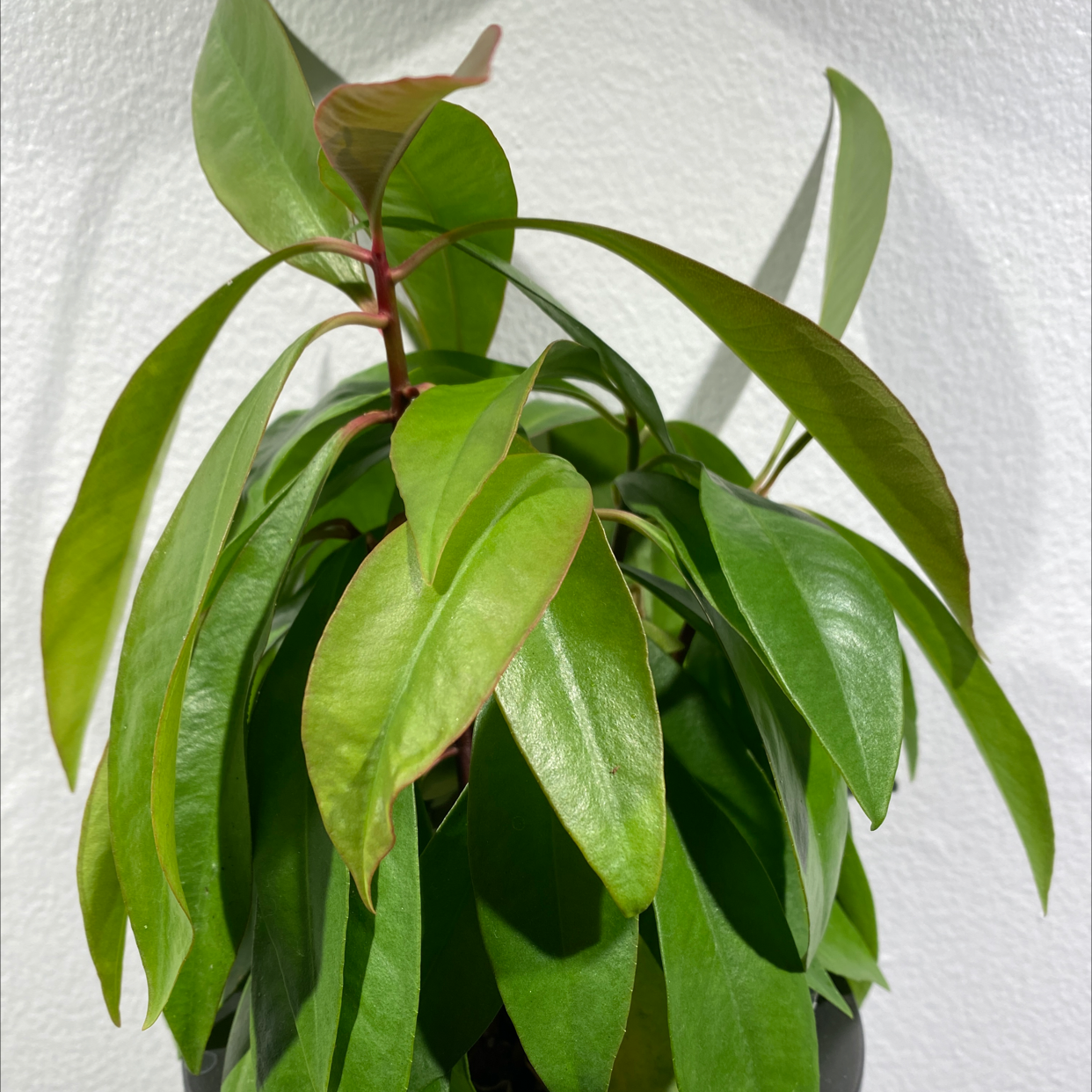 Shoebutton plant with healthy, glossy green leaves, well-framed and centered.